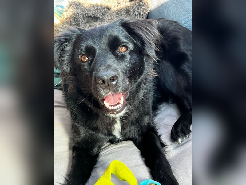 junger aktiver Mischlings-Rüde JarJar sucht eine Familie