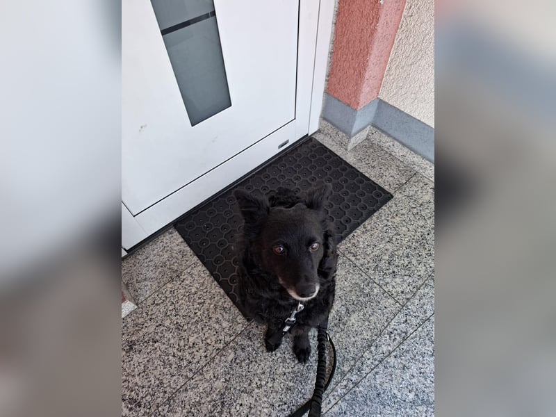 Zückersüße Dona sucht ihr Kuschelkörbchen