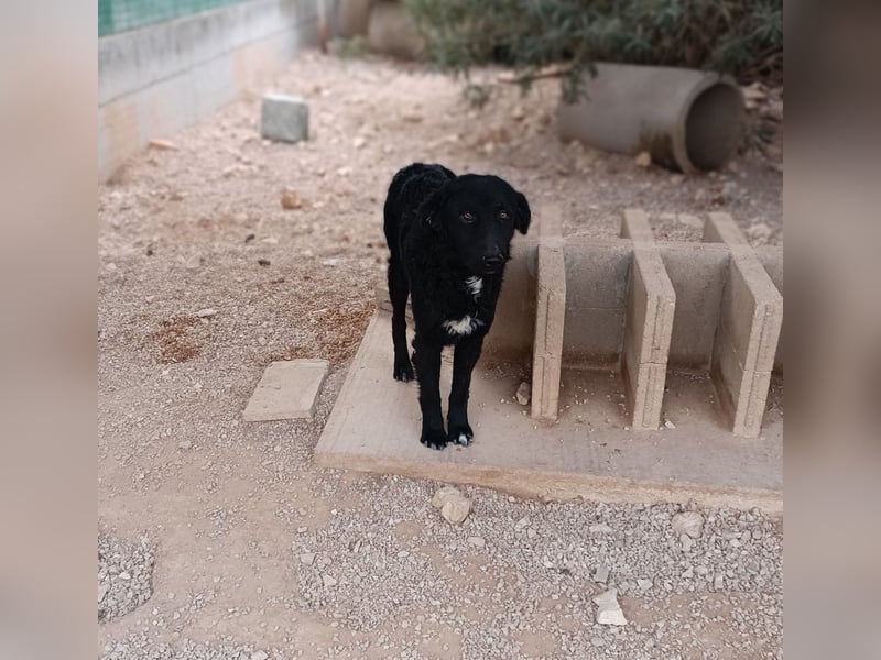 schüchterner Hütehund Mischling Bean sucht ein Körbchen