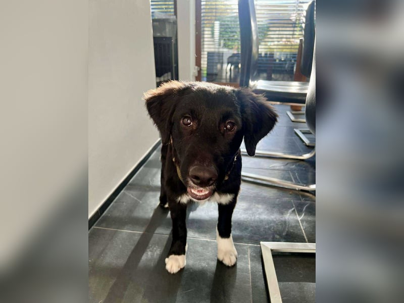 Boo kroatischer Schäferhund Mischling Welpe Junghund Rüde sucht Zuhause für immer