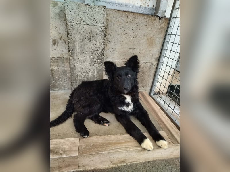 Aktiver Kroatischer Schäferhund Mischling Franjo sucht seine Familie