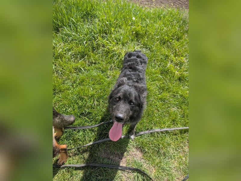 Sportlicher kroatischer Schäferhund Cortesse sucht sein zuhause