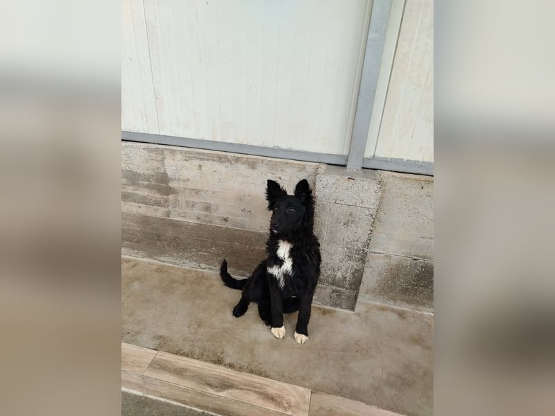 Aktiver Kroatischer Schäferhund Mischling Franjo sucht seine Familie