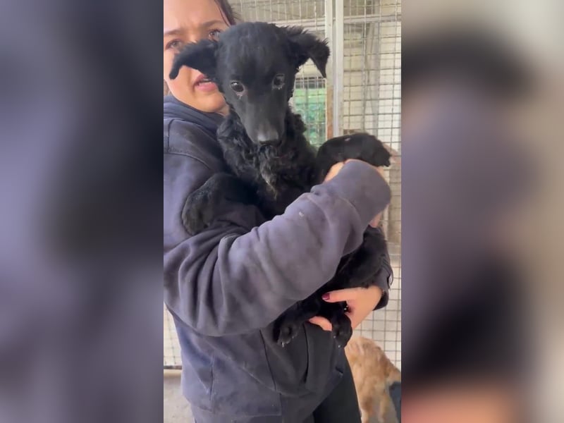 Notfall Welpe Yuna sucht ein Zuhause oder Pflegestelle