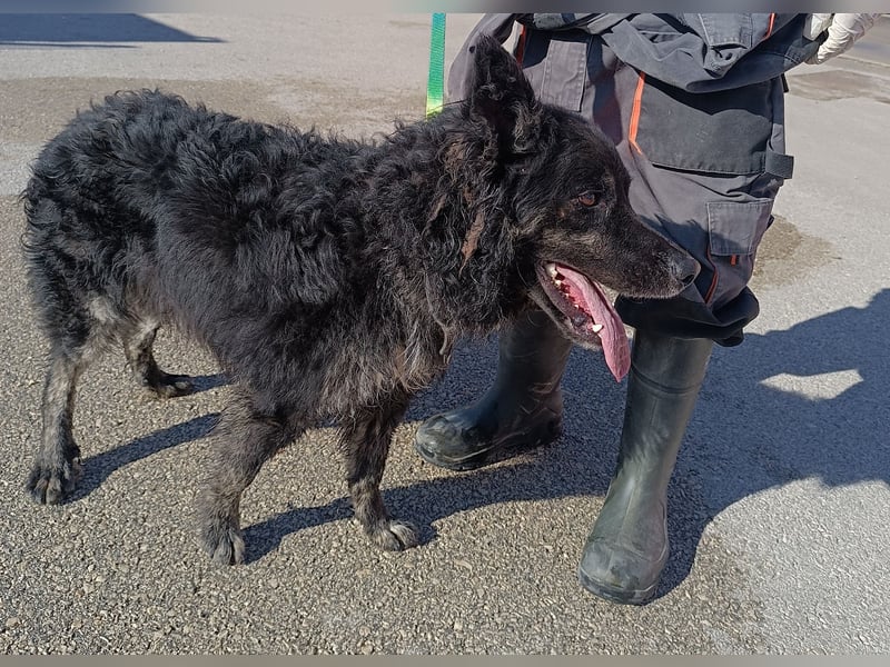 junger kroatischer Schäferhund Mischlings-Rüde Cortesse sucht ein Zuhause