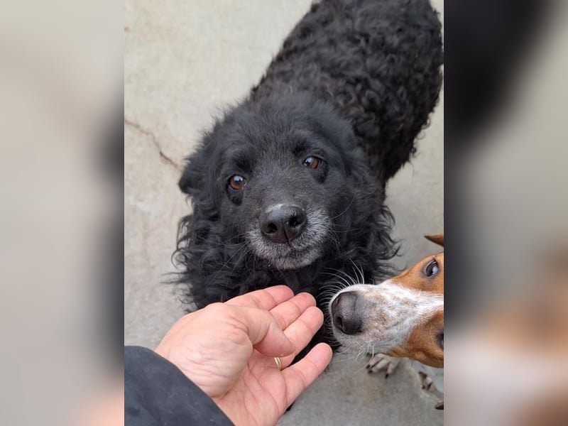 zauberhafte kroatische Schäferhund Hündin Bella sucht ihre Menschen