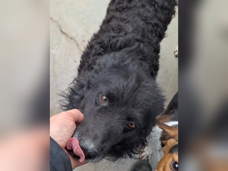 zauberhafte kroatische Schäferhund Hündin Bella sucht ihre Menschen