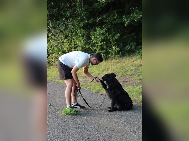 junger aktiver Mischlings-Rüde JarJar sucht eine Familie