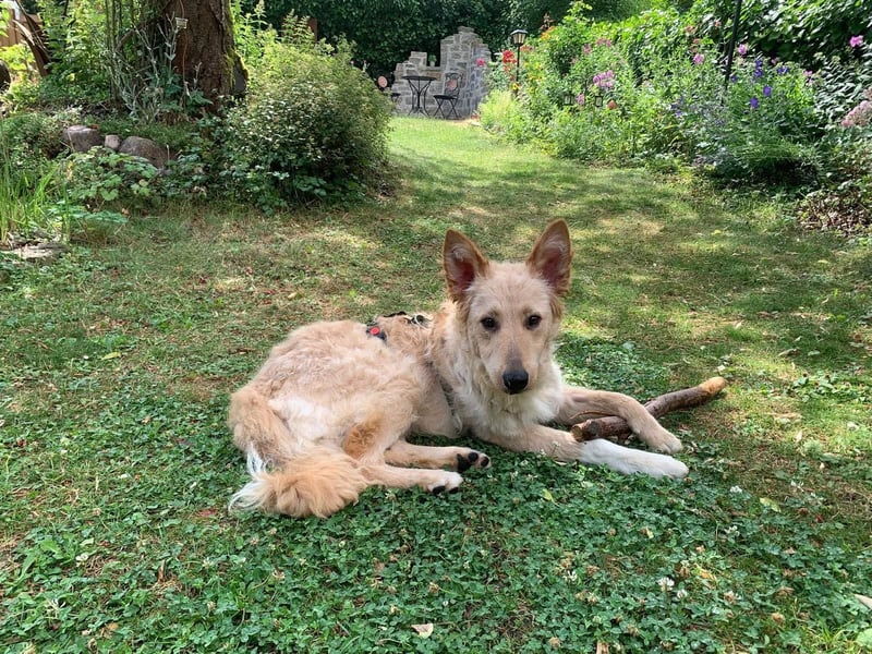 Liebenswerter kroatischer Schäferhund Luca sucht seine Menschen