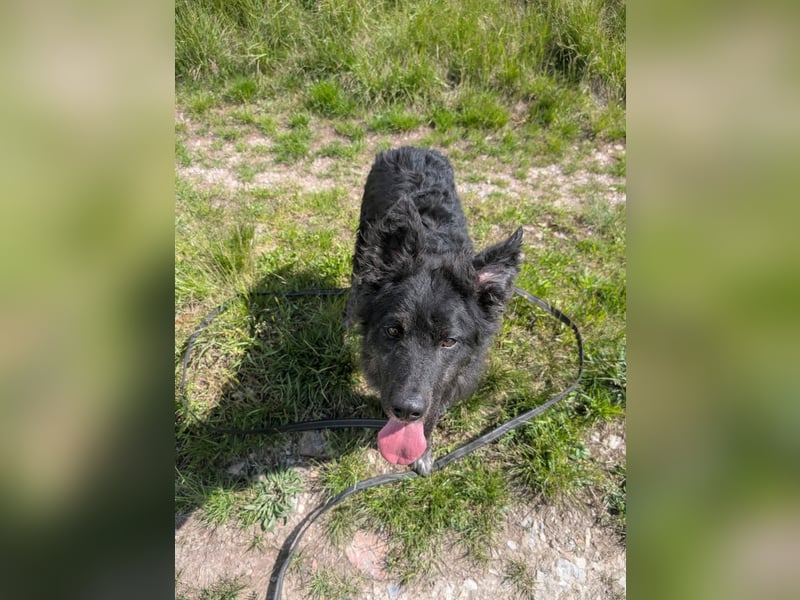 Sportlicher kroatischer Schäferhund Cortesse sucht sein zuhause