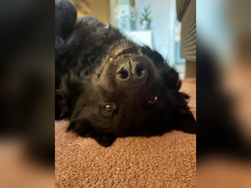 Pippa kroatischer Schäferhund Mischling Hündin sucht Zuhause für immer