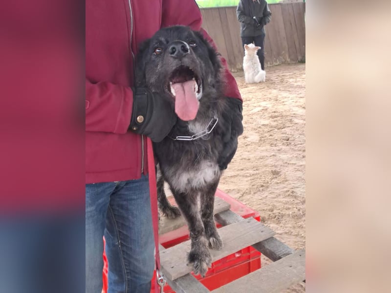 Sportlicher kroatischer Schäferhund Cortesse sucht sein zuhause