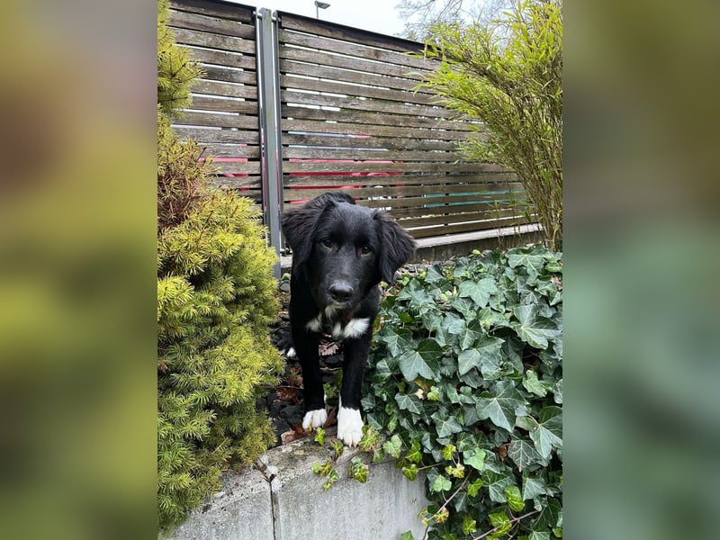 Boo kroatischer Schäferhund Mischling Welpe Junghund Rüde sucht Zuhause für immer