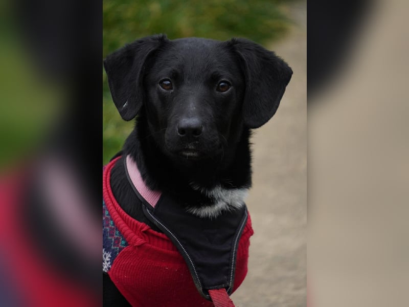 Zarter Mischlingswelpe Vigo sucht seine Menschen