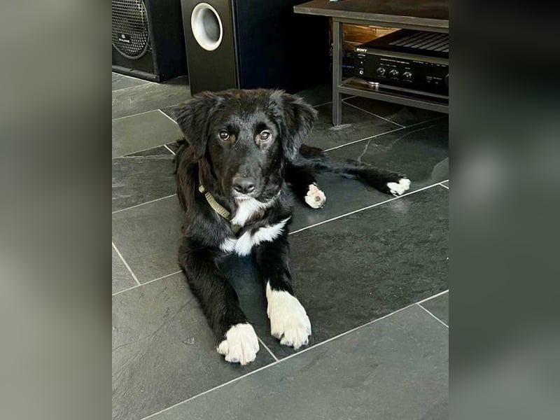 Boo kroatischer Schäferhund Mischling Welpe Junghund Rüde sucht Zuhause für immer