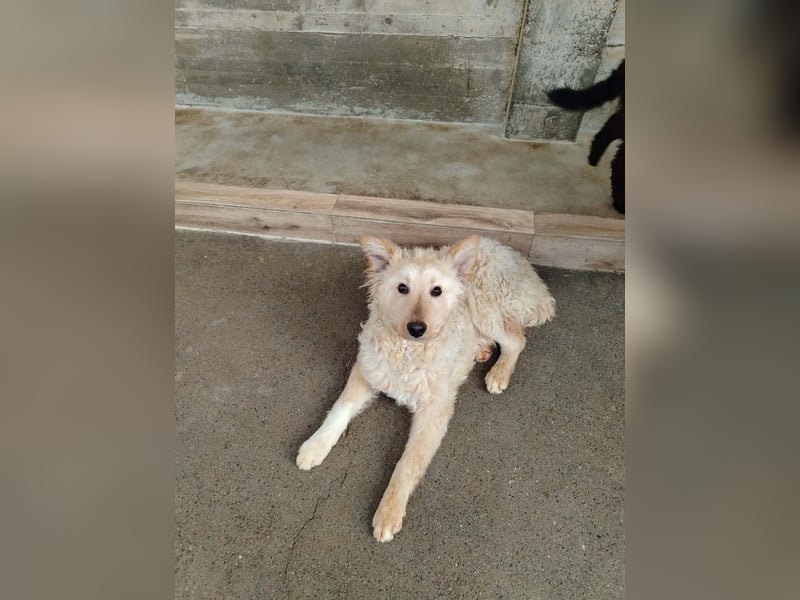 Freundlicher Mischlingsrüde Luca sucht sein zuhause