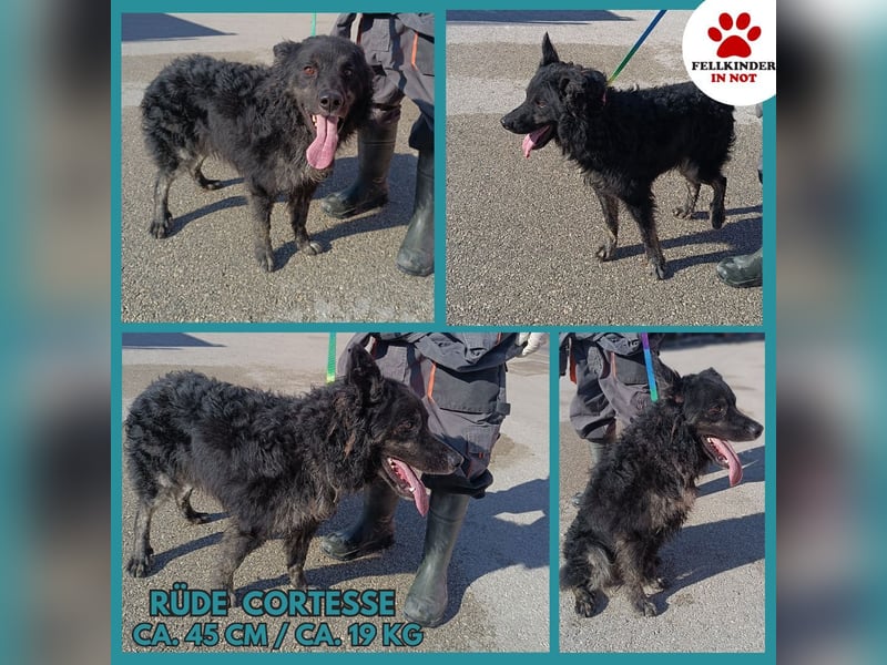 junger kroatischer Schäferhund Mischlings-Rüde Cortesse sucht ein Zuhause