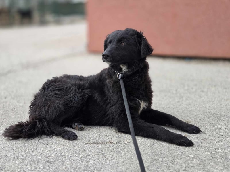Arabica liebe kroatischer Schäferhund Mischlingshündin Mischling Hündin Junghund sucht Zuhause