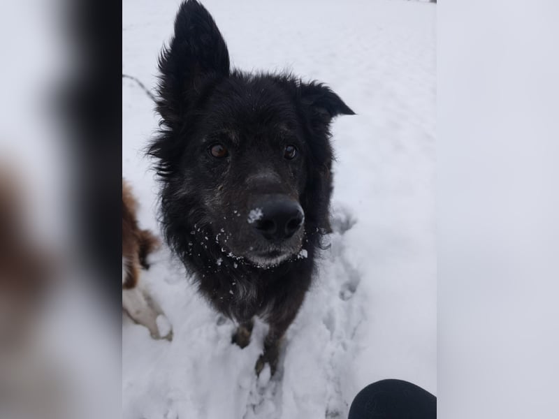 Wuschelkopf Cortesse sucht sein Kuschelkörbchen