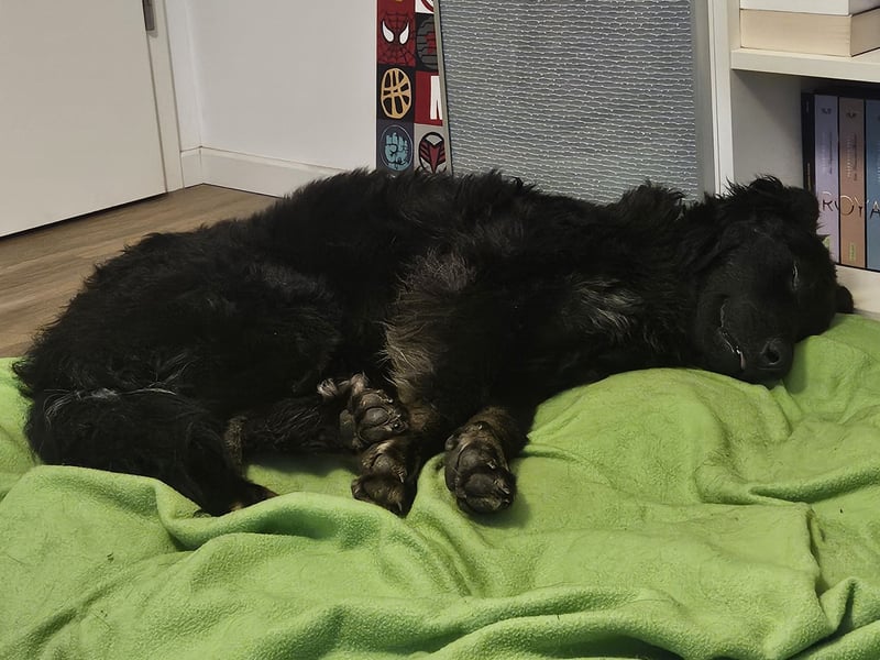 lieber Junghund Vigo sucht seine Familie, Schäferhund, Hütehund