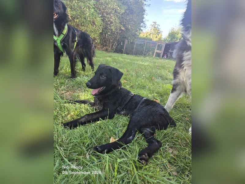 Kleiner Welpe Lino, kroatischer Schäferhund, sucht sein zuhause