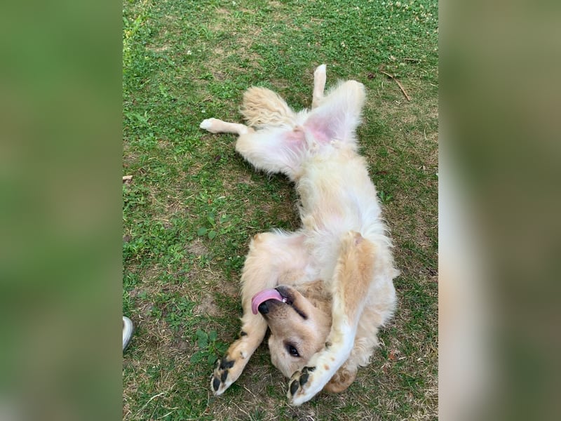 Liebenswerter kroatischer Schäferhund Luca sucht seine Menschen