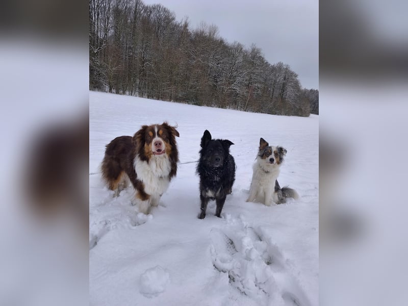 Wuschelkopf Cortesse sucht sein Kuschelkörbchen