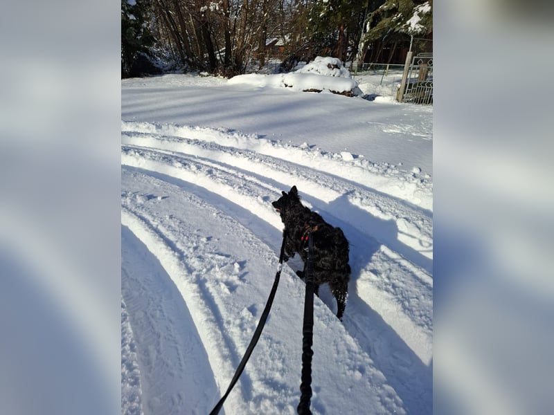 Zückersüße Dona sucht ihr Kuschelkörbchen