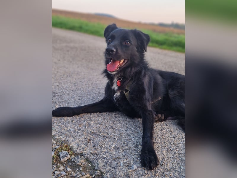 junger aktiver Mischlings-Rüde JarJar sucht eine Familie