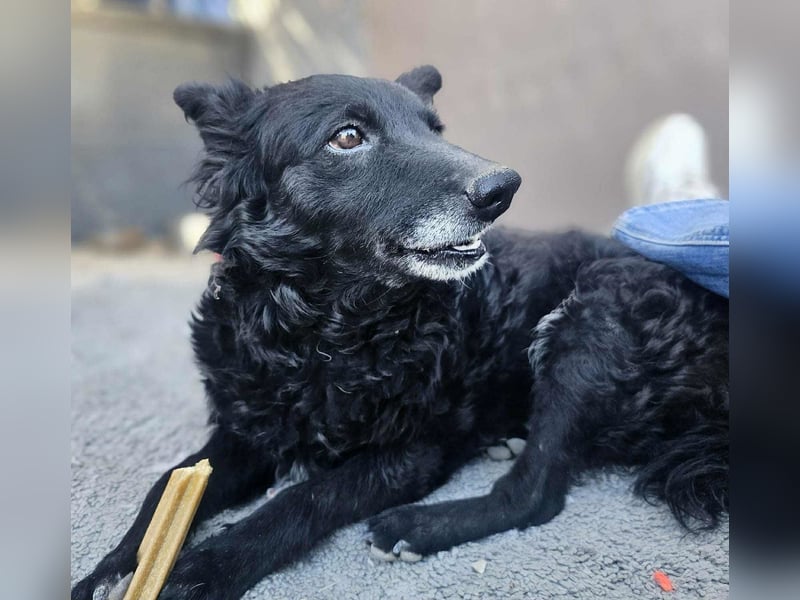 zauberhafte kroatische Schäferhund Mischlings-Hündin Dona sucht ihre Menschen