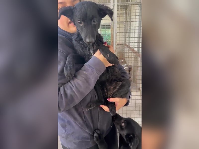 Notfall Welpe Yuna sucht ein Zuhause oder Pflegestelle