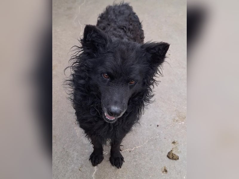 zauberhafte kroatische Schäferhund Hündin Bella sucht ihre Menschen