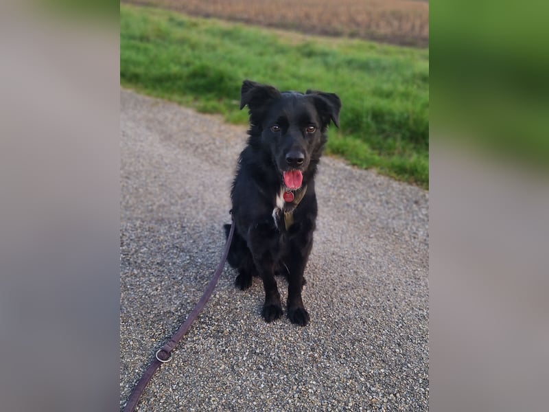 junger aktiver Mischlings-Rüde JarJar sucht eine Familie