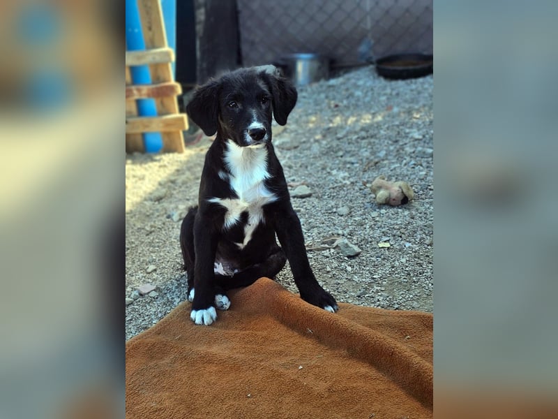 süßer Welpe Mischlings-Rüde Bop sucht ein Zuhause im Glück