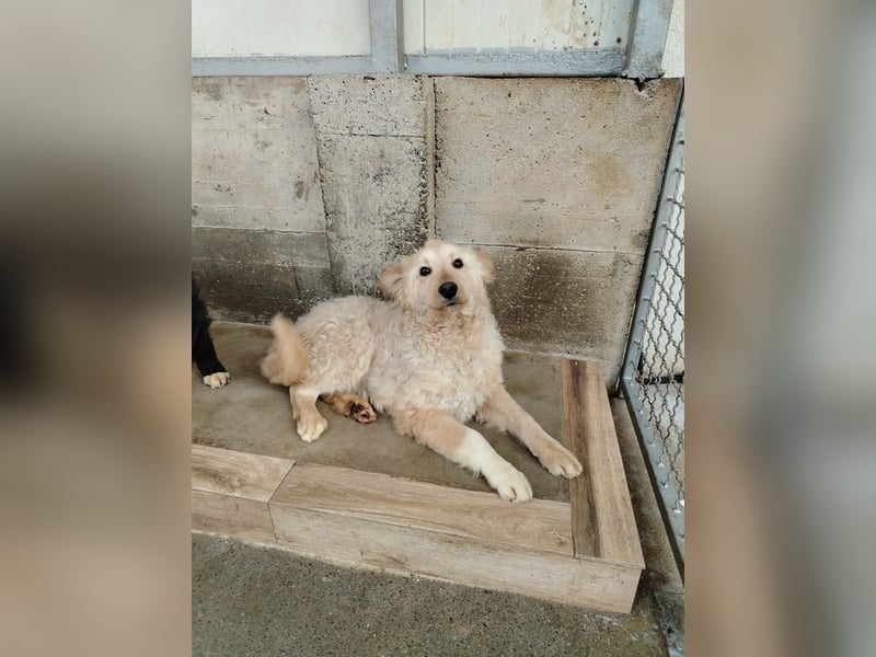 Freundlicher Mischlingsrüde Luca sucht sein zuhause