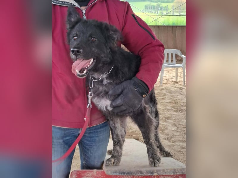 Sportlicher kroatischer Schäferhund Cortesse sucht sein zuhause