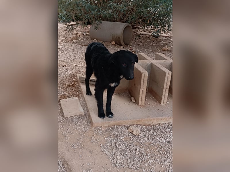 schüchterner Hütehund Mischling Bean sucht ein Körbchen
