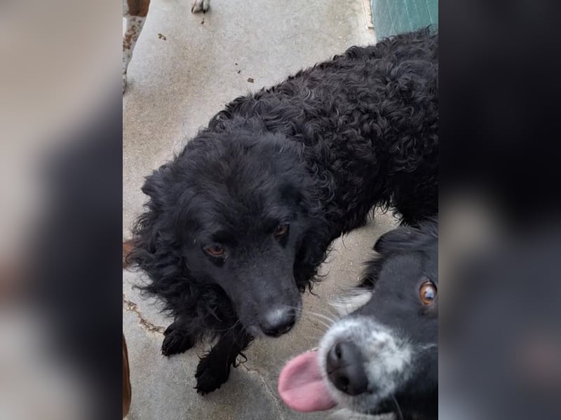 zauberhafte kroatische Schäferhund Hündin Bella sucht ihre Menschen