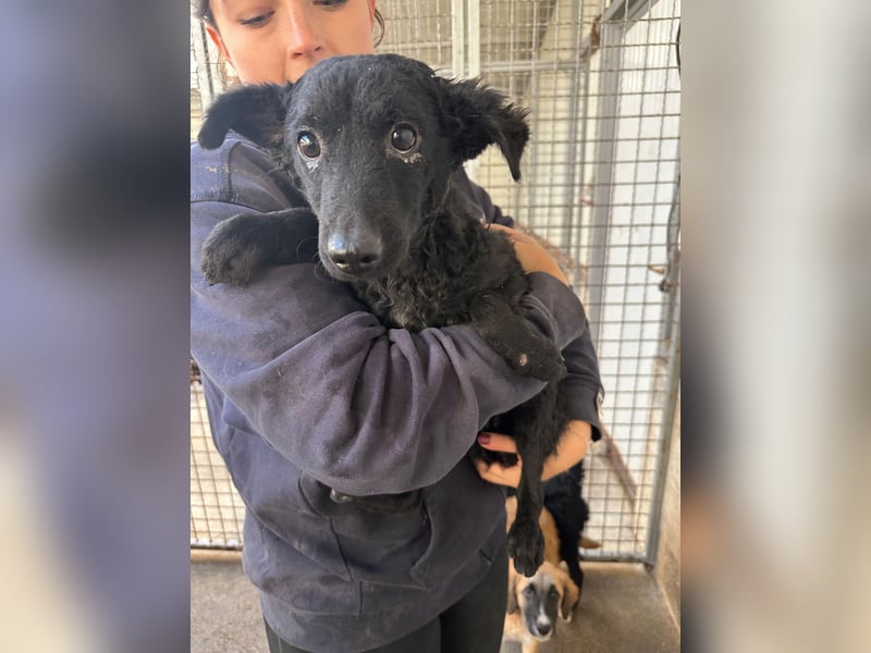 Notfall Welpe Yuna sucht ein Zuhause oder Pflegestelle