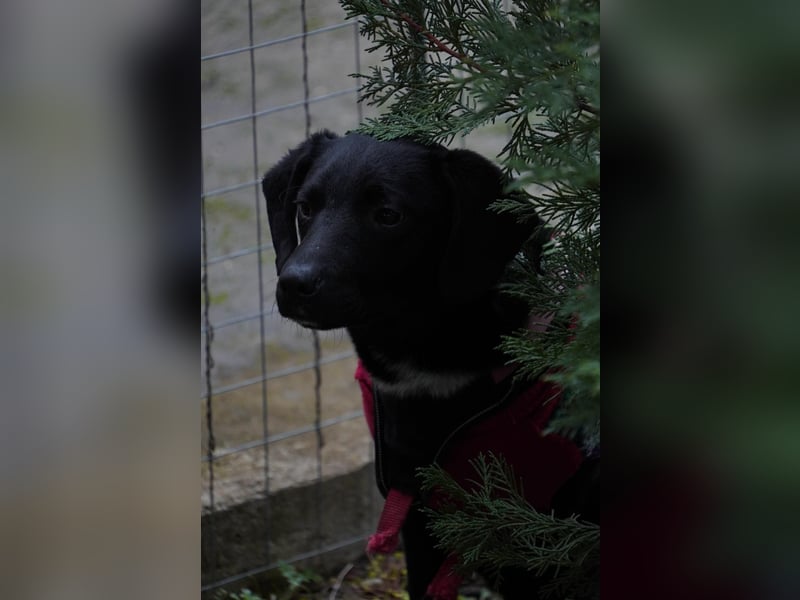 Zarter Mischlingswelpe Vigo sucht seine Menschen