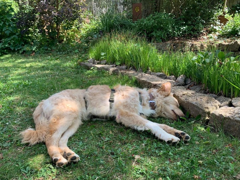 Liebenswerter kroatischer Schäferhund Luca sucht seine Menschen