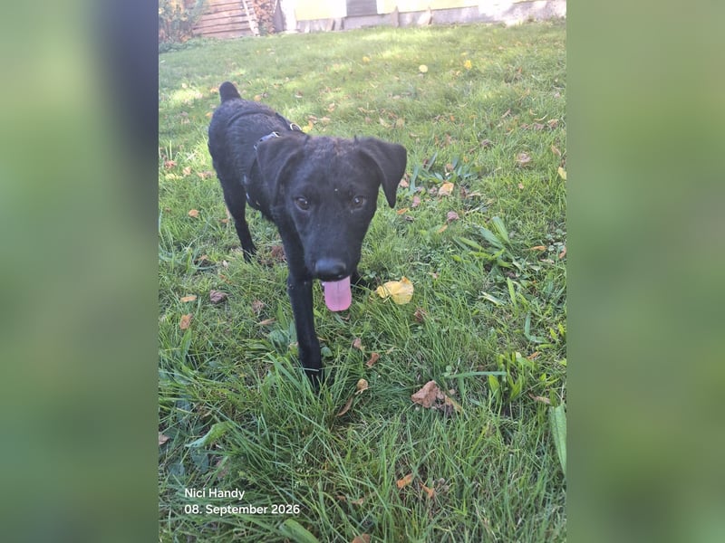 Kleiner Welpe Lino, kroatischer Schäferhund, sucht sein zuhause
