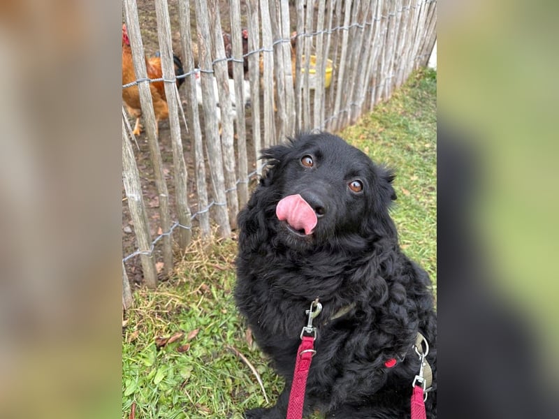 Pippa kroatischer Schäferhund Mischling Hündin sucht Zuhause für immer