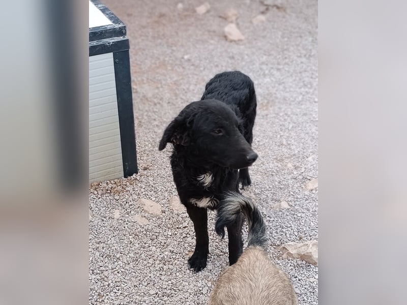 schüchterner Hütehund Mischling Bean sucht ein Körbchen