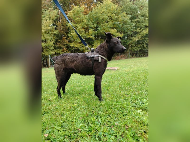 lieber Hütehund Mischlings-Rüde Taro sucht eine Familie oder Pflegestelle