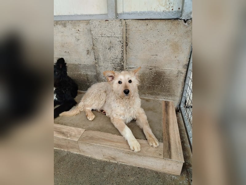 Freundlicher Mischlingsrüde Luca sucht sein zuhause