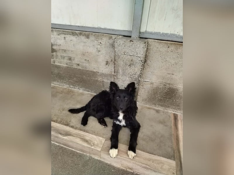 Aktiver Kroatischer Schäferhund Mischling Franjo sucht seine Familie