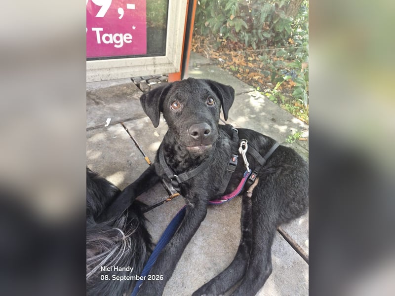 Kleiner Welpe Lino, kroatischer Schäferhund, sucht sein zuhause