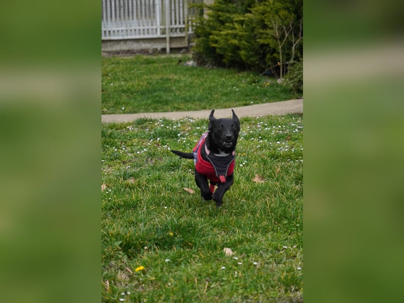 Zarter Mischlingswelpe Vigo sucht seine Menschen