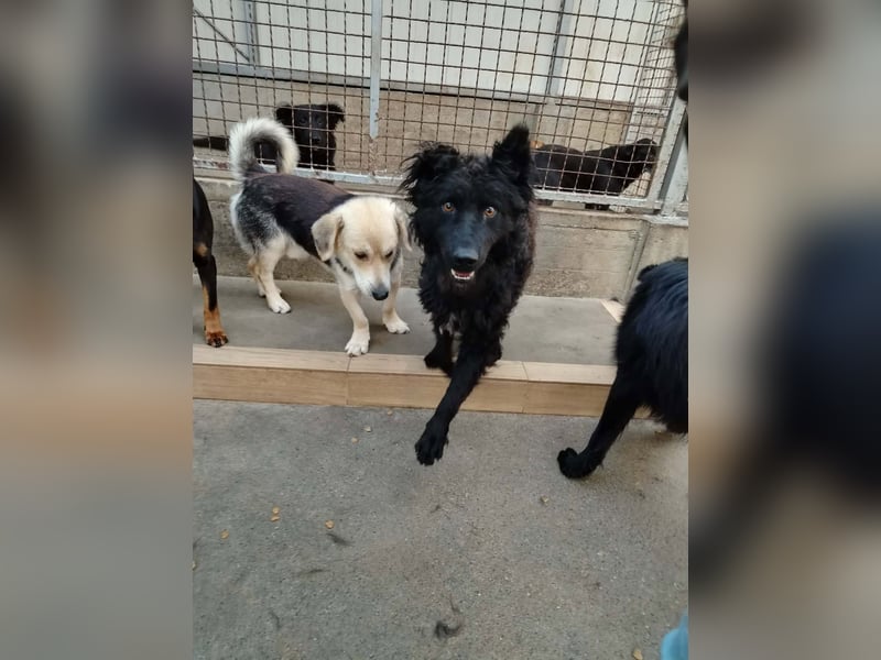 Inteligenter kroatischer Schäferhund Sky sucht seine Menschen